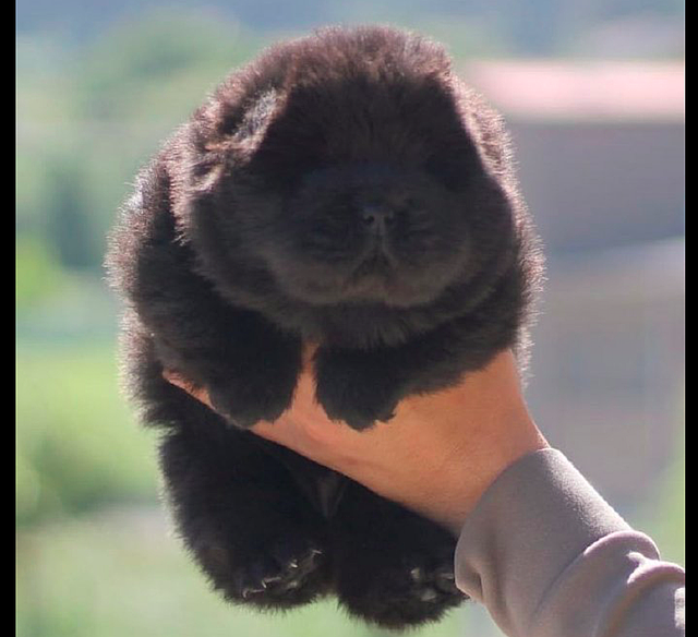 一只小松狮犬，看起来像个小黑熊，眼睛都看不清楚在哪，好可爱！ - 3