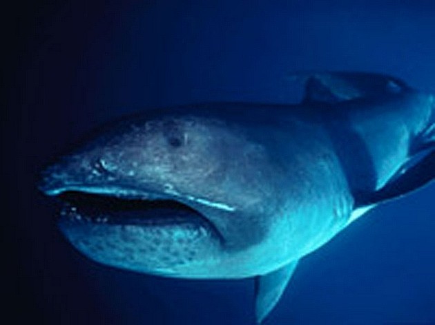 地球历史上的八大鲨鱼巨兽 - 1