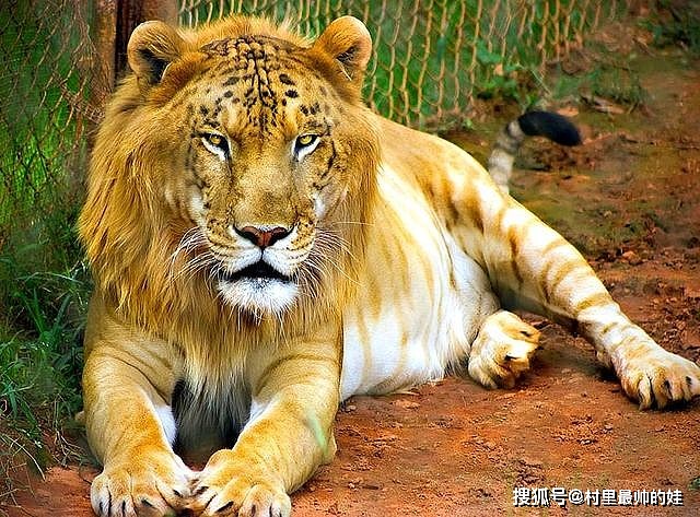 450公斤狮虎兽，对战狮子大小的虎狮兽，谁能赢得胜利？ - 4