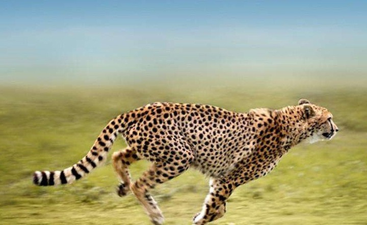 这种猫科动物是猎豹的罕见变异，人类送了它一个霸气名字：王猎豹 - 2