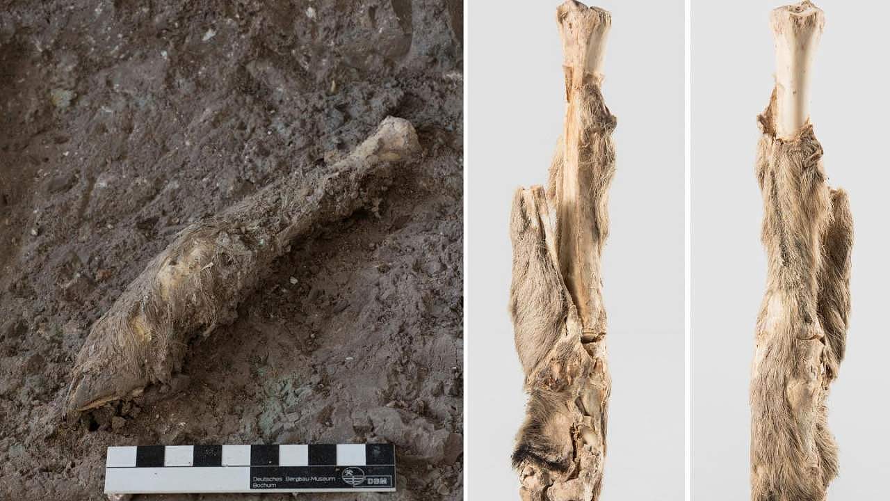 科学家从1600年前的羊腿木乃伊中提取DNA - 1
