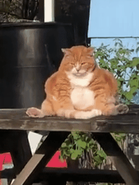 老远看到桌子上坐着啥，镜头放大发现是只橘猫：你咋可以这么胖 - 3
