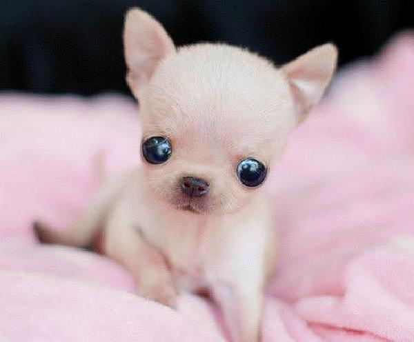 世界上最小的狗品种，吉娃娃只有9.65公分高重500公克 - 1