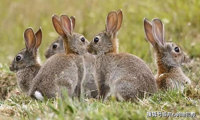 辟谣：澳洲兔子泛滥，引进爱吃兔子的猞猁就能解决？ - 1