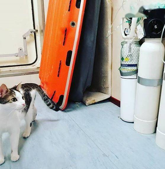 救了小猫却犯愁，因为她在轮船上工作，于是带猫上船 - 5