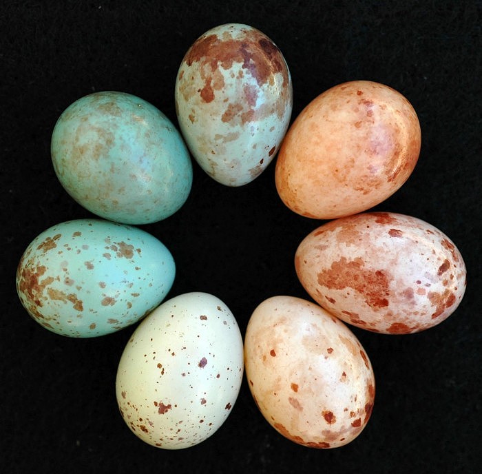科学家破解了200万年来的鸟蛋寄生之谜 - 1