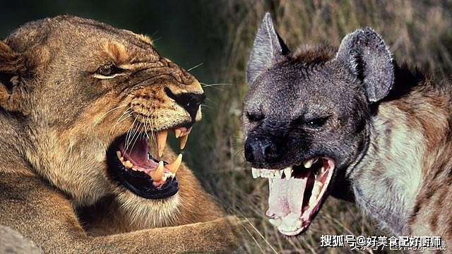 在非洲大陆上，究竟是狮子怕鬣狗，还是鬣狗怕狮子？ - 1