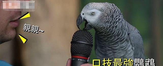 口技最强鹦鹉，让它学什么音效都难不倒它，这鹦鹉是不是成精了 - 1