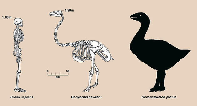 人类偷蛋造成远古澳洲巨鸟灭绝 - 8