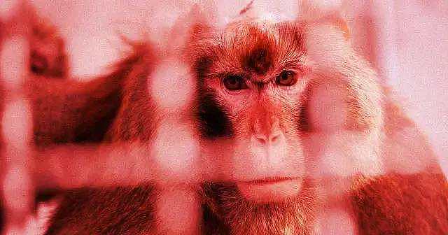 马斯克刚评上院士就被控虐猴，动保称65%实验用猴被Neuralink虐待处死 - 5