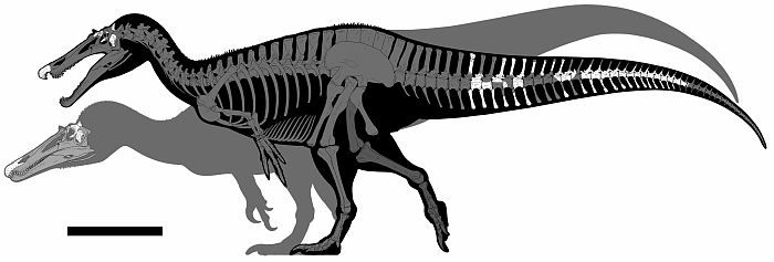 英国怀特岛发现类似鳄鱼头骨的化石 属于掠食性恐龙新物种 - 4
