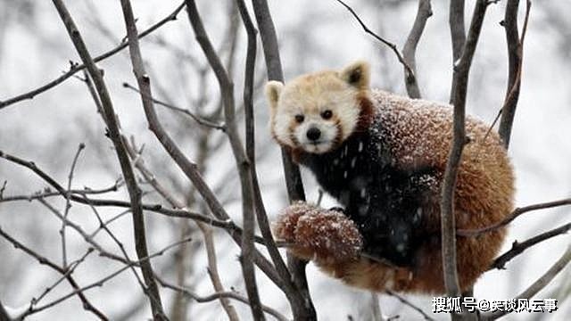 小熊猫雪后觅食，一不小心撞见猞猁，忙举起前肢，想吓跑它 - 6