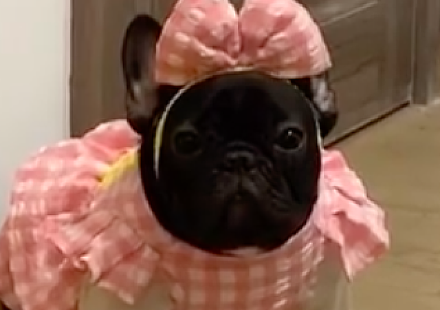 网友给狗狗买了件粉色小裙子，穿上之后笑出声来，也太显黑了吧！ - 3