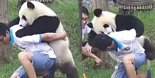 大熊猫想要奶爸背背，可看到熊猫的举动后，奶爸：你还要我怎样？ - 2