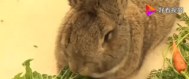 世界上最大的兔子，重达45斤，一年能吃掉28000元 - 4