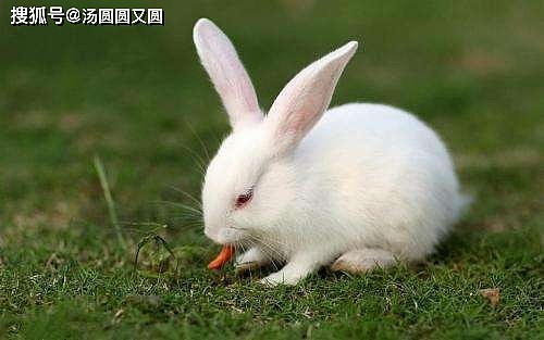 【养宠小知识】兔子拉特别小的粒粒是什么问题 - 2