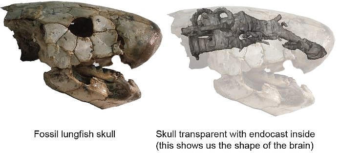 Fossil-Lungfish-Skull.jpg