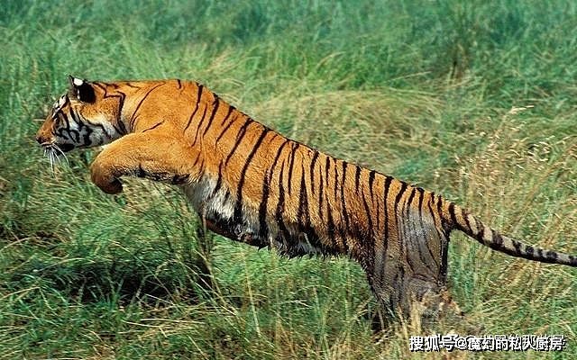 老虎放到非洲大草原上还能活下去吗？会不会被狮群消灭？ - 3