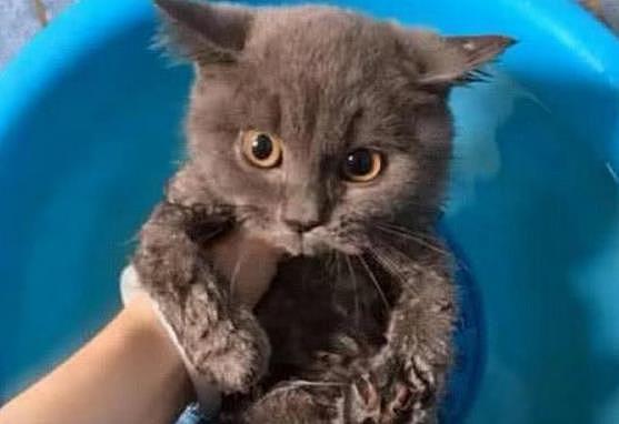 主人给蓝猫洗澡，刚把它放进澡盆淋湿，下一秒却笑到快抽筋！ - 2