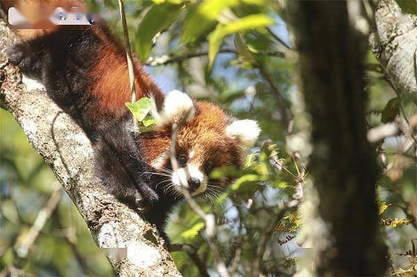 萌化了！云南太阳河国家森林公园首次成功繁育野外诞生小熊猫 - 1
