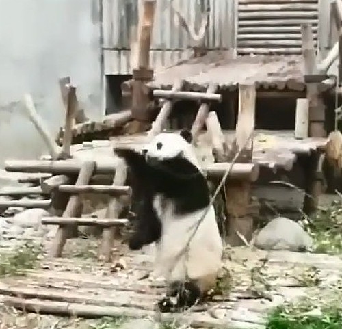 熊猫为了折断竹子，使用了打狗棍法！网友：厉害了！ - 1