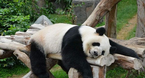 这只熊猫6次假怀孕，原因让痴狂的英国人崩溃：抱“孙子”无望了 - 3