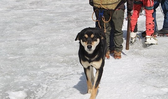 喜马拉雅山第一犬！狗狗陪伴登山队攻顶7千米高峰，结局超暖！ - 2