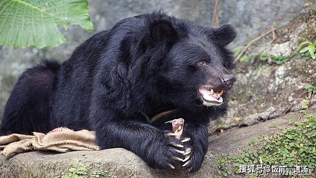 熊科动物战斗力排行榜：黑狗熊排第六，前两名能完虐东北虎 - 5