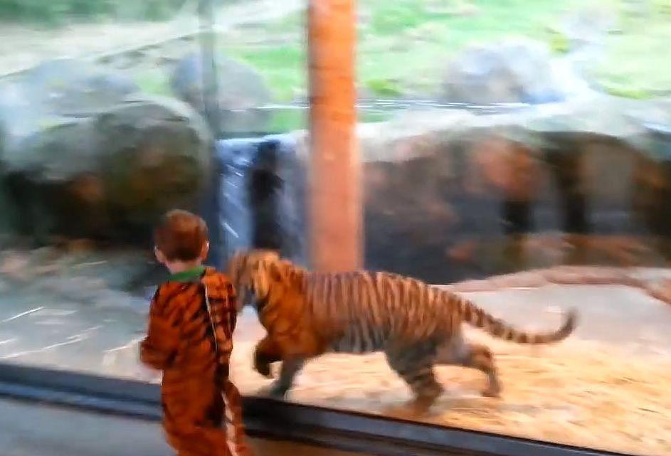 熊孩子假扮老虎混入动物园，不由屏住呼吸差点报警！ - 1