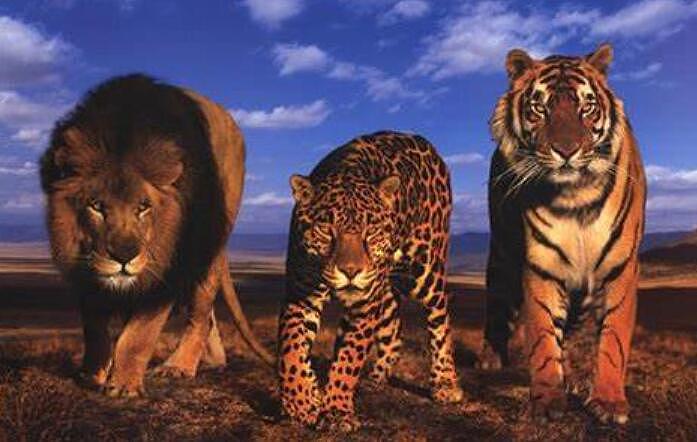 如果把500只老虎投放到非洲大草原，它们能够生存下去吗？ - 3