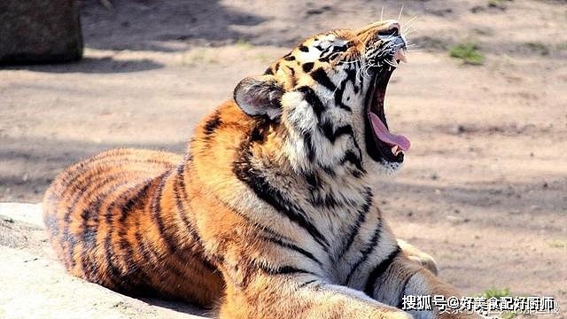逛了全国20个动物园，看了近百头狮子老虎，我来说说它们谁更强 - 5