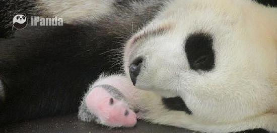 看看这只熊猫宝宝的出生满月情况，就知道比利时人有多喜欢熊猫！ - 5