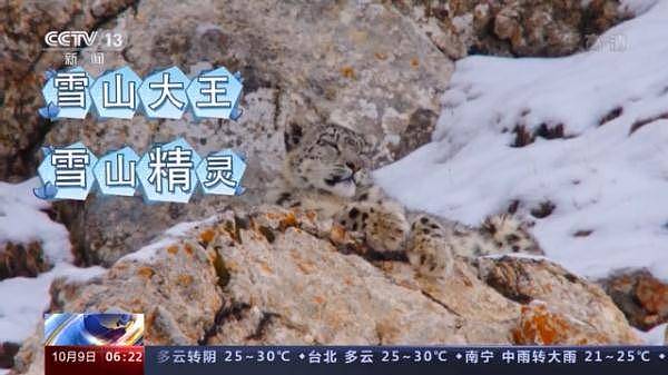 全球最美猫科动物！来看“雪山精灵 ”雪豹的自述→ - 2