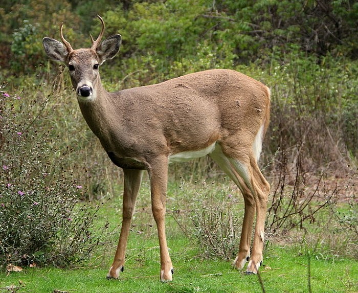科学家在俄亥俄州6个地点的野鹿中检测到活跃的新冠感染 至少有三种变体 - 1
