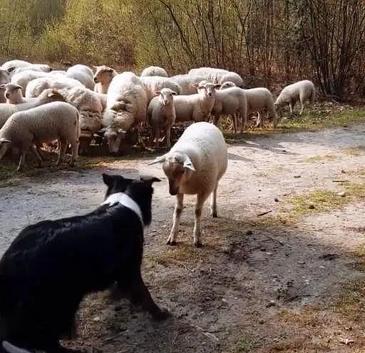 荷兰一只牧羊犬遭遇职业危机，被一只绵羊公开挑衅，还被羊群围观 - 1
