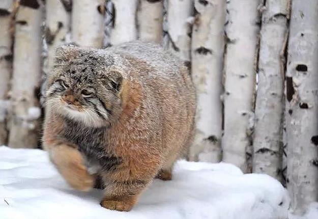 兔狲待在户外雪地里，远处看像一块糖霜面包，背影胖乎乎好呆萌 - 2
