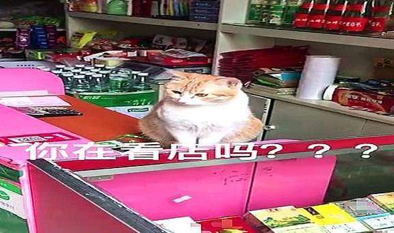 老板不在店的时候，橘猫会坐在桌上守着店，网友：全网最敬业的喵 - 2
