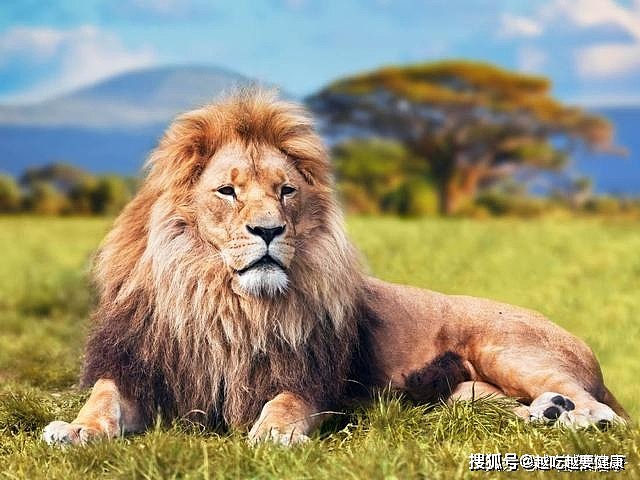 7种大型猫科动物颜值排名：狮子第7，猎豹第5，第2和第1常有争议 - 1