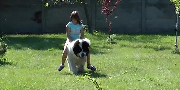 狗狗体形庞大如温柔巨人，小女孩把它当马骑 - 2