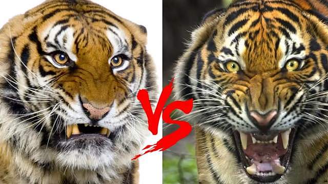 东北虎vs孟加拉虎，谁才是真正的虎中王者？东北虎果真太虚胖了？ - 1