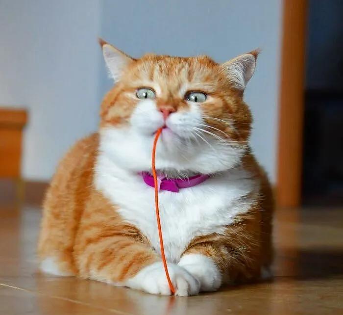 即使你阅猫无数，见到这只橘猫也会心动，真的太美了 - 25