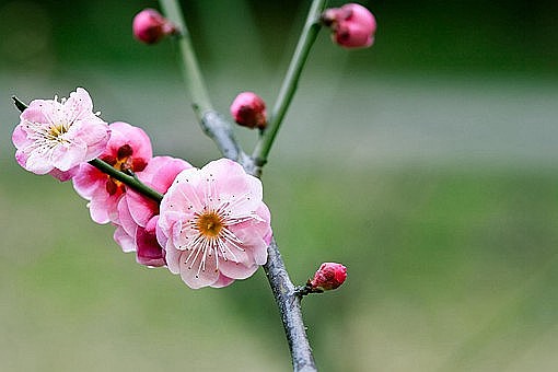 江南无所有聊赠一枝春是什么花 - 3