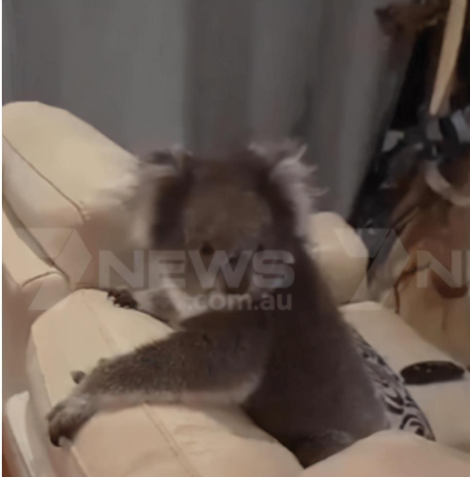 建国后成精系列：澳洲考拉闯进民宅讨酒喝，还赖在沙发上看电视 - 5