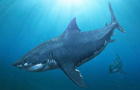 “巨齿鲨”还活着？夏威夷海域发现一条巨型鲨鱼，实在是太大了 - 7