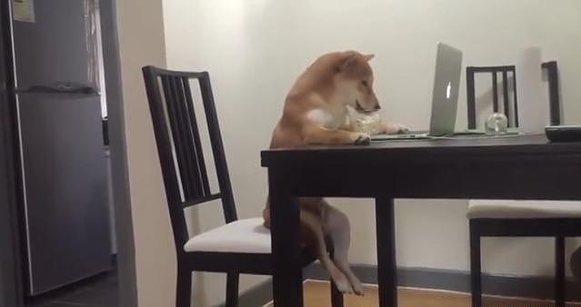 狗狗坐在椅子上吃着爆米花追剧，这日子过得也太滋润了吧 - 3