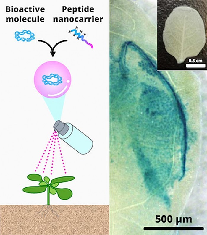 日本研发生物活性纳米载体喷雾 不改变基因情况下提升农作物品质 - 1