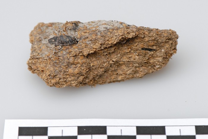 古代粪便化石显示铁器时代的矿工已开始食用奶酪和啤酒 - 1
