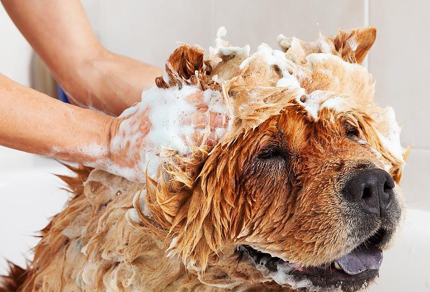 狗狗多久洗一次澡？洗澡频率由多种因素决定，拒绝墨守成规 - 1