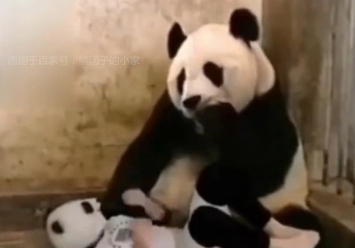 奶爸冒充熊猫宝宝躺在地上，熊猫妈妈发现后，吓得窝窝头都掉了 - 3