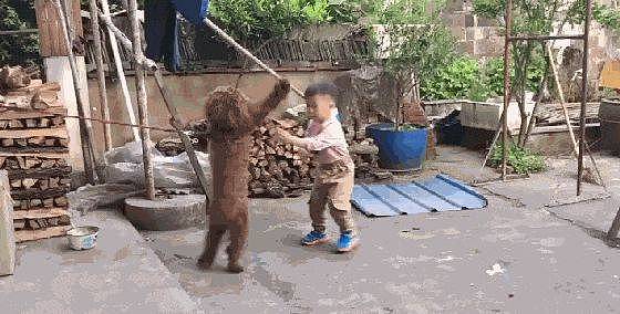 小男孩和泰迪起了争执，狗狗气得站起来和他打架，狗：我奉陪到底 - 1